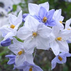 Morelle faux jasmin / Solanum jasminoides, Solanum laxum